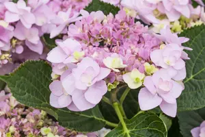 Hydrangea 'You & Me Forever'? pink