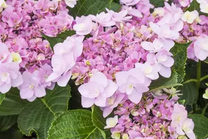 Hydrangea 'You & Me Forever'? pink - 3 Ltr pot - image 2