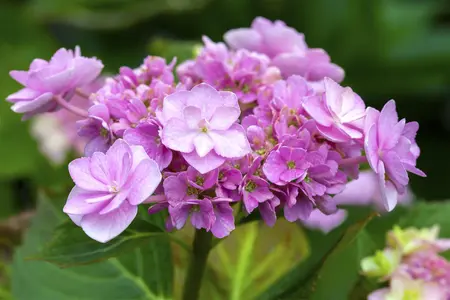 Hydrangea 'You & Me Forever'? pink - 3 Ltr pot - image 3