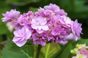 Hydrangea 'You & Me Forever'? pink - 3 Ltr pot - image 3