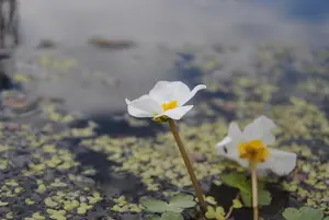 Hydrocharis morsus-ranae