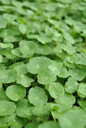Hydrocotyle vulgaris - 17 cm aquatic basket