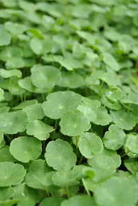 Hydrocotyle vulgaris - 17 cm aquatic basket