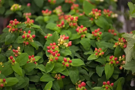 Hypericum androsaemum - 1.5 Ltr pot