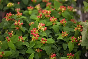 Hypericum androsaemum - 2 Ltr pot