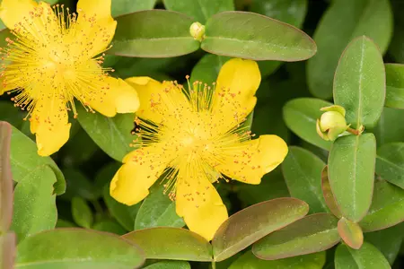 Hypericum calycinum - 1.5 Ltr pot - image 2