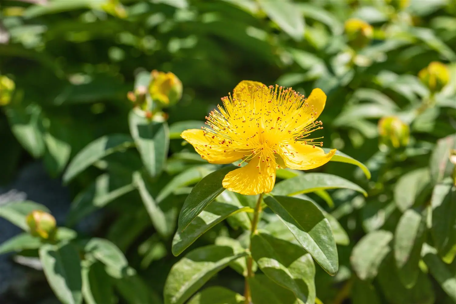 Hypericum calycinum - P9