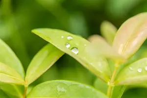 Hypericum calycinum - P13 - image 3