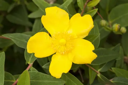 Hypericum dummeri 'Peter Dummer' - P9
