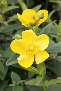 Hypericum 'Hidcote' - PLUG/CELGROWN 104 CEL TRAY - image 3