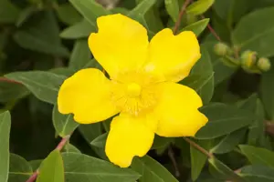 Hypericum 'Hidcote' - 5 Ltr pot - image 5