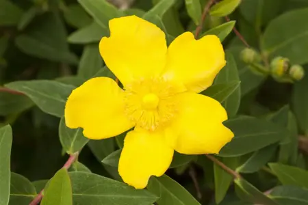 Hypericum 'Hidcote' - 20-25 CM C1.5 - image 1