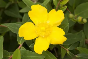Hypericum 'Hidcote' - 7.5 Ltr pot - image 5
