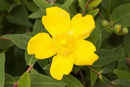 Hypericum 'Hidcote' - 30-40 CM C5 - image 1