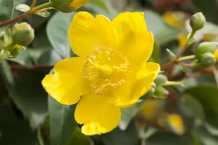 Hypericum 'Hidcote' - PLUG/CELGROWN 104 CEL TRAY - image 2