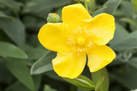 Hypericum 'Hidcote' - PLUG/CELGROWN 104 CEL TRAY - image 4