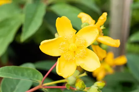 Hypericum 'Hidcote' - 40-50 CM C3 - image 5