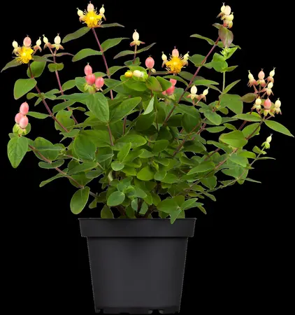 Hypericum inod. 'Black Berry' - 2 Ltr pot - image 2