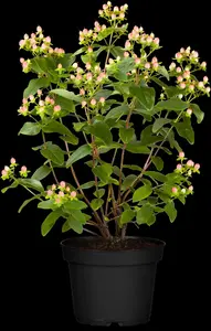 Hypericum inod. 'Black Berry' - 2 Ltr pot - image 5