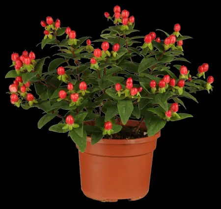 Hypericum inod. 'Excellent Flair' - 2 Ltr pot - image 1