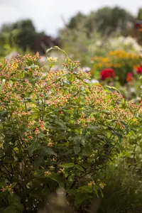 Hypericum inod. 'Magical Red'? - 1.5 Ltr pot - image 4