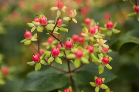 Hypericum inod. 'Magical Red'? - 1.5 Ltr pot - image 1