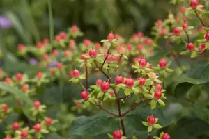 Hypericum inod. 'Magical Red'? - 1.5 Ltr pot - image 3