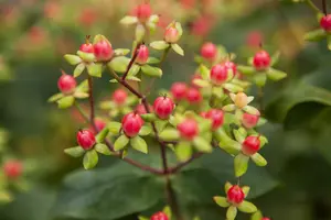 Hypericum inod. 'Magical Red'?