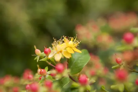 Hypericum inod. 'Magical Red'? - 25-30 CM C5 - image 2
