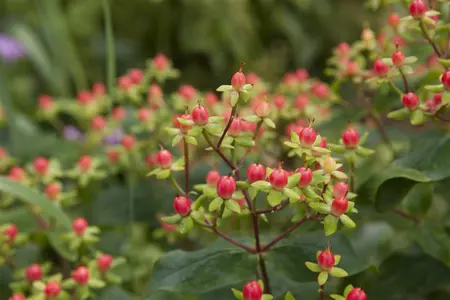 Hypericum inod. 'Magical Red'? - 25-30 CM C5 - image 3