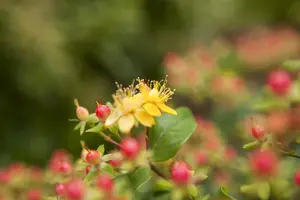 Hypericum inod. 'Magical Red'? - 5 Ltr pot - image 2