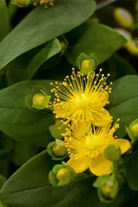 Hypericum inod. 'Magical Sunshine'? - 2 Ltr pot - image 2