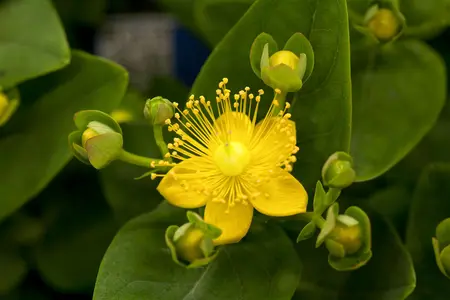 Hypericum inod. 'Magical Sunshine'? - 2 Ltr pot - image 1