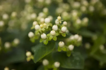 Hypericum inod. 'Magical White'? - 1.5 Ltr pot - image 1
