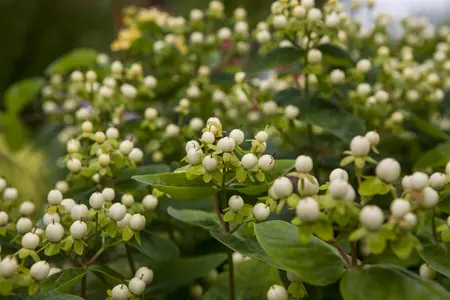 Hypericum inod. 'Magical White'? - 1.5 Ltr pot - image 2