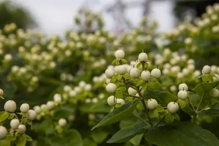 Hypericum inod. 'Magical White'? - 1.5 Ltr pot - image 3