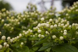 Hypericum inod. 'Magical White'? - 1.5 Ltr pot - image 3