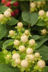 Hypericum inod. 'Pink Berry' - 2 Ltr pot - image 3