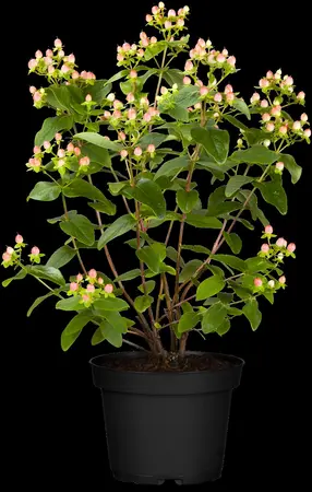 Hypericum inod. 'Pink Berry' - 2 Ltr pot - image 5