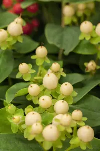 Hypericum inod. 'Red Berry' - 2 Ltr pot - image 3