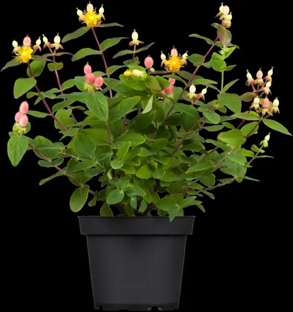 Hypericum inod. 'Red Berry' - 2 Ltr pot - image 2