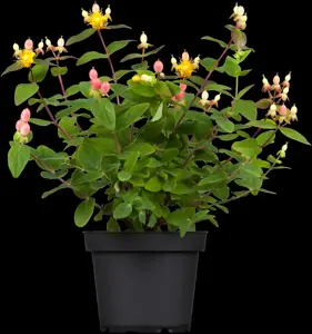 Hypericum inod. 'Red Berry' - 2 Ltr pot - image 2