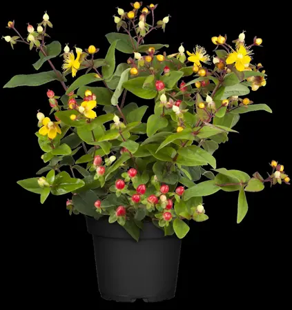 Hypericum inod. 'Red Berry' - 2 Ltr pot - image 4