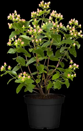 Hypericum inod. 'Red Berry' - 2 Ltr pot - image 5
