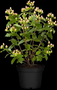 Hypericum inod. 'Red Berry' - 2 Ltr pot - image 5