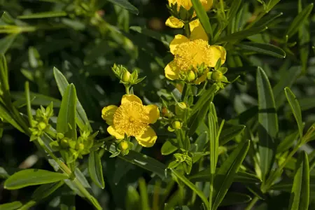 Hypericum kalmianum 'Blue Velvet' - 30-40 CM C3.5 - image 2