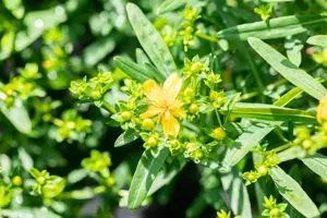 Hypericum kalmianum 'Blue Velvet' - 30-40 CM C3.5 - image 3