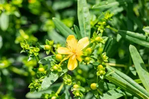 Hypericum kalmianum 'Blue Velvet' - 30-40 CM C3.5 - image 4