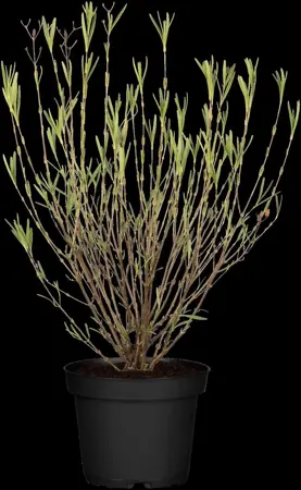 Hypericum kalmianum 'Blue Velvet' - 30-40 CM C3.5 - image 1