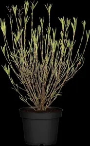 Hypericum kalmianum 'Blue Velvet'